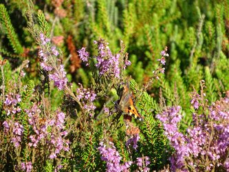 Naturblick in Bordelumer und Langenhorner Heide