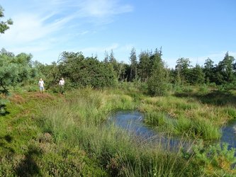 Bordelumer Heide mit Teich