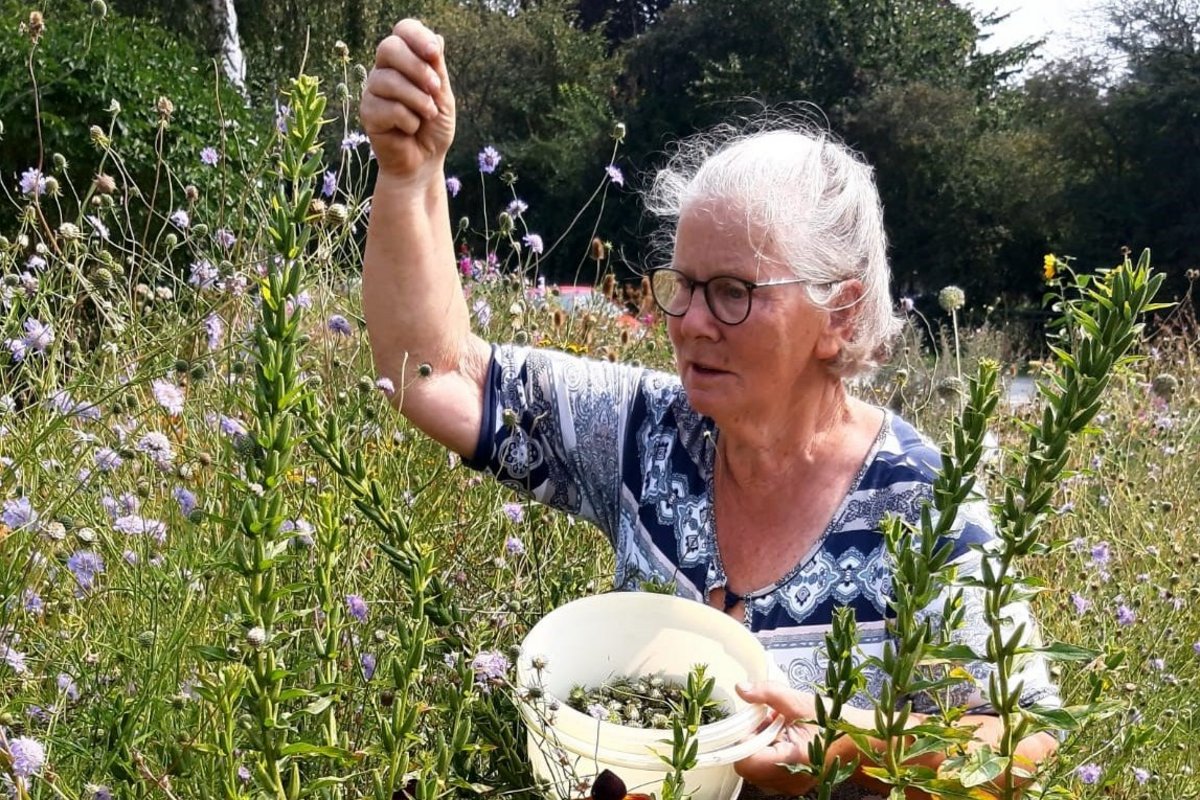 Tina Staupe beim Sammeln der Saaten in ihrem Garten. Foto: Privat eine Frau umgeben von Pflanzen