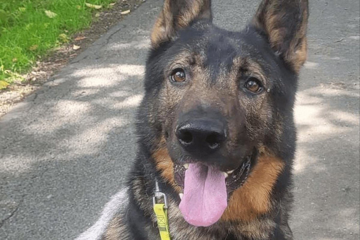 Für den Rüden Cameback wird dringend ein neues Zuhause gesucht. Foto: Privat ein großer Hund